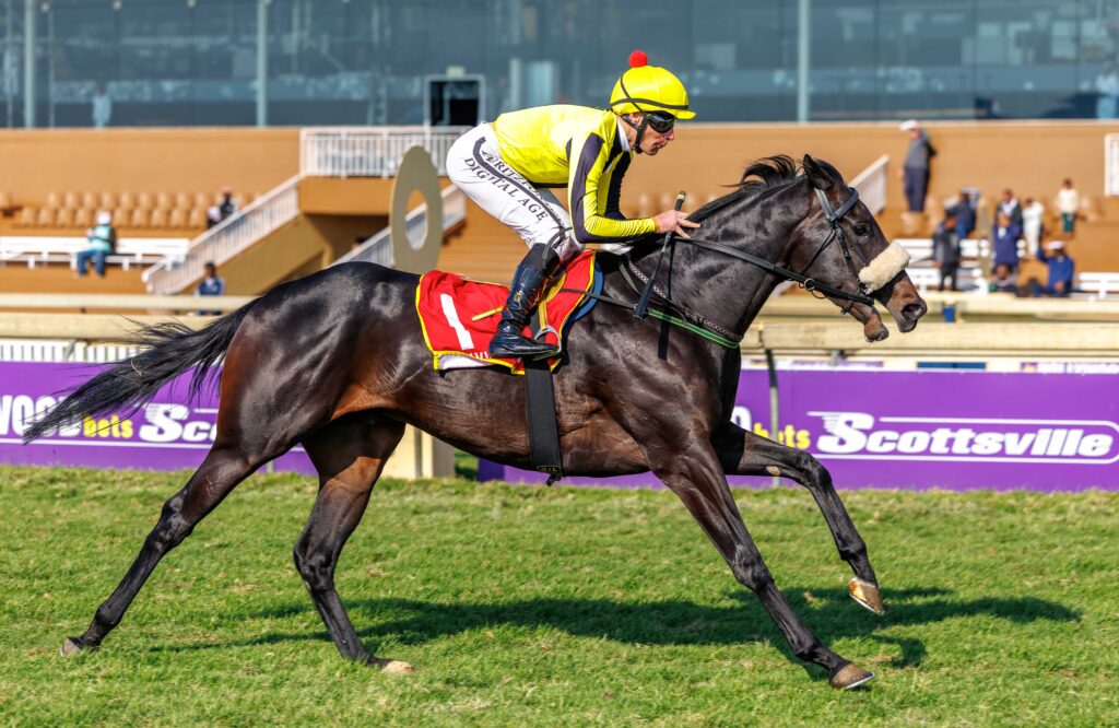 GELDED GALLIC VICTOR LOOKS THE RUNNER TO BEAT IN RACE 9 AT HOLLYWOODBETS GREYVILLE ON WEDNESDAY Picture: HKJC